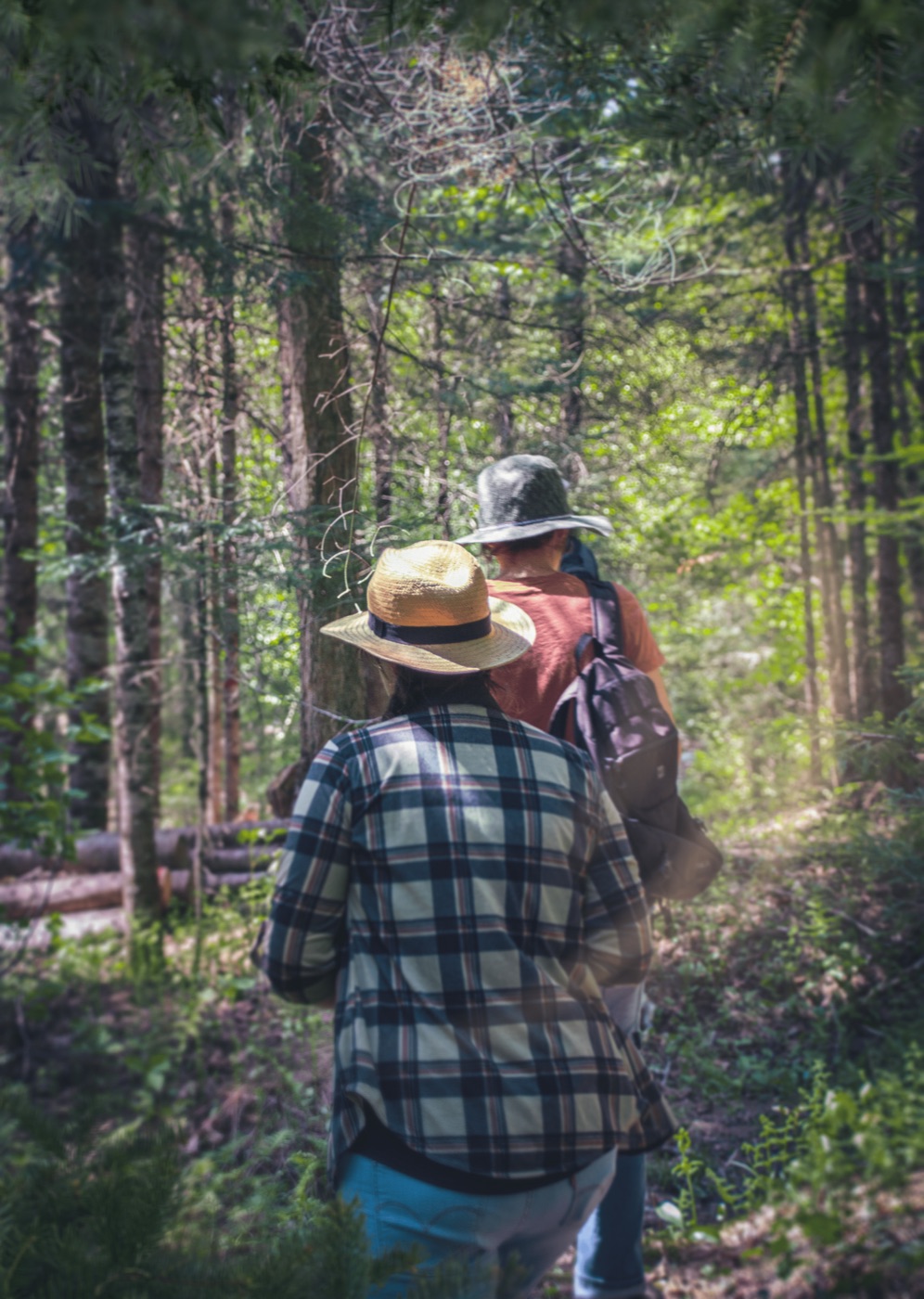 Petit groupe qui marche en file sur un sentier forestier, chapeaux et paniers