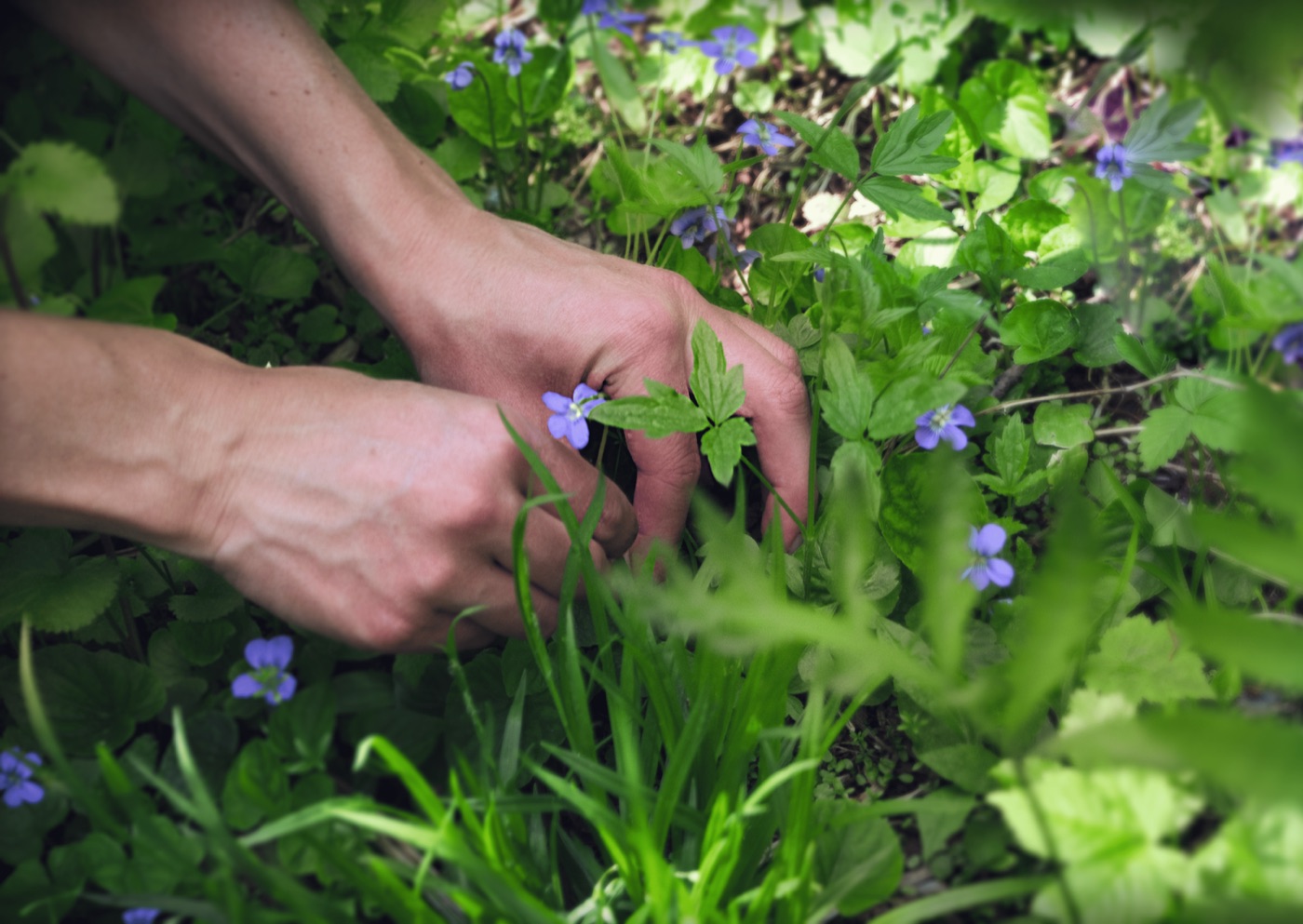 Main qui cueille des violettes
