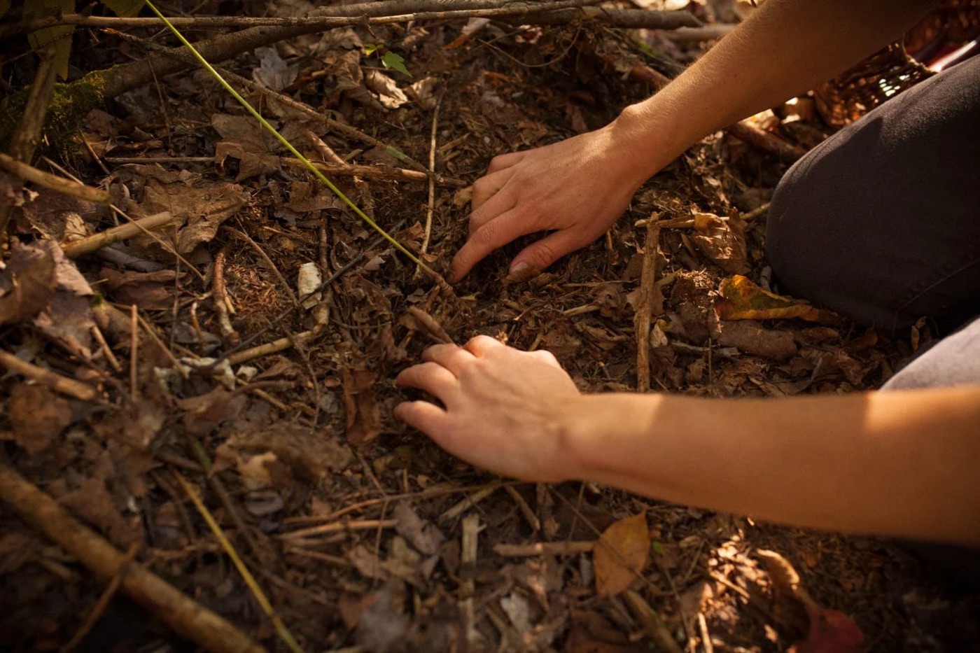 Mains qui récoltent au sol, parmi les feuilles d’automne