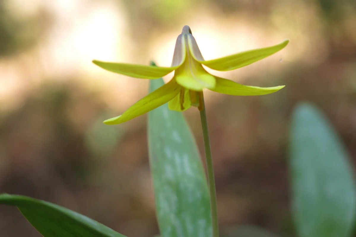 Fleur d’érythrone en gros plan, pétales jaunes retroussés