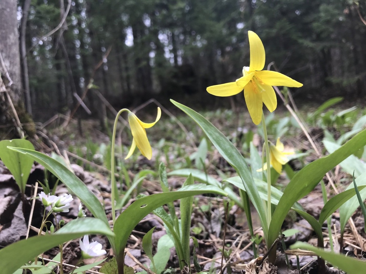 Fleurs jaunes pendantes d’érythrone d’Amérique dans un sous-bois