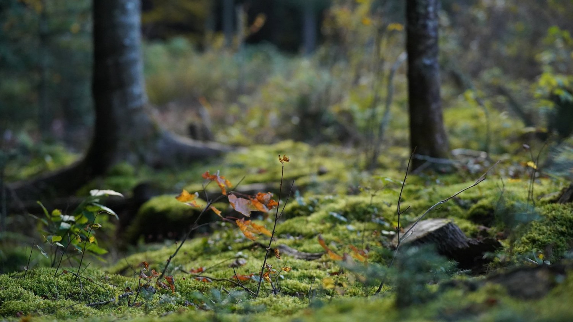 Sous-bois de la forêt familiale de Saint-Adrien, mousse et lumière rasante