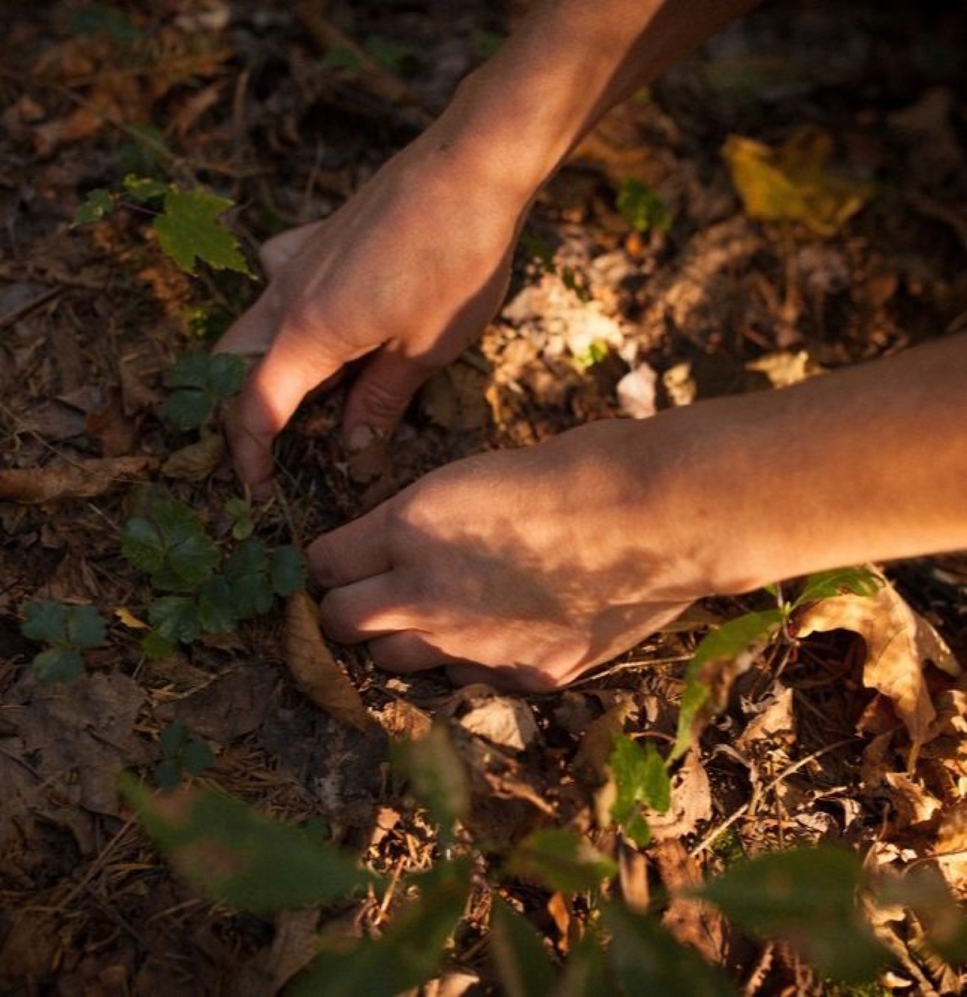 Mains qui écartent les feuilles au sol