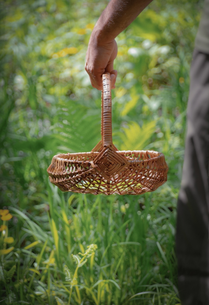 Panier d’osier tenu à la main dans les hautes herbes
