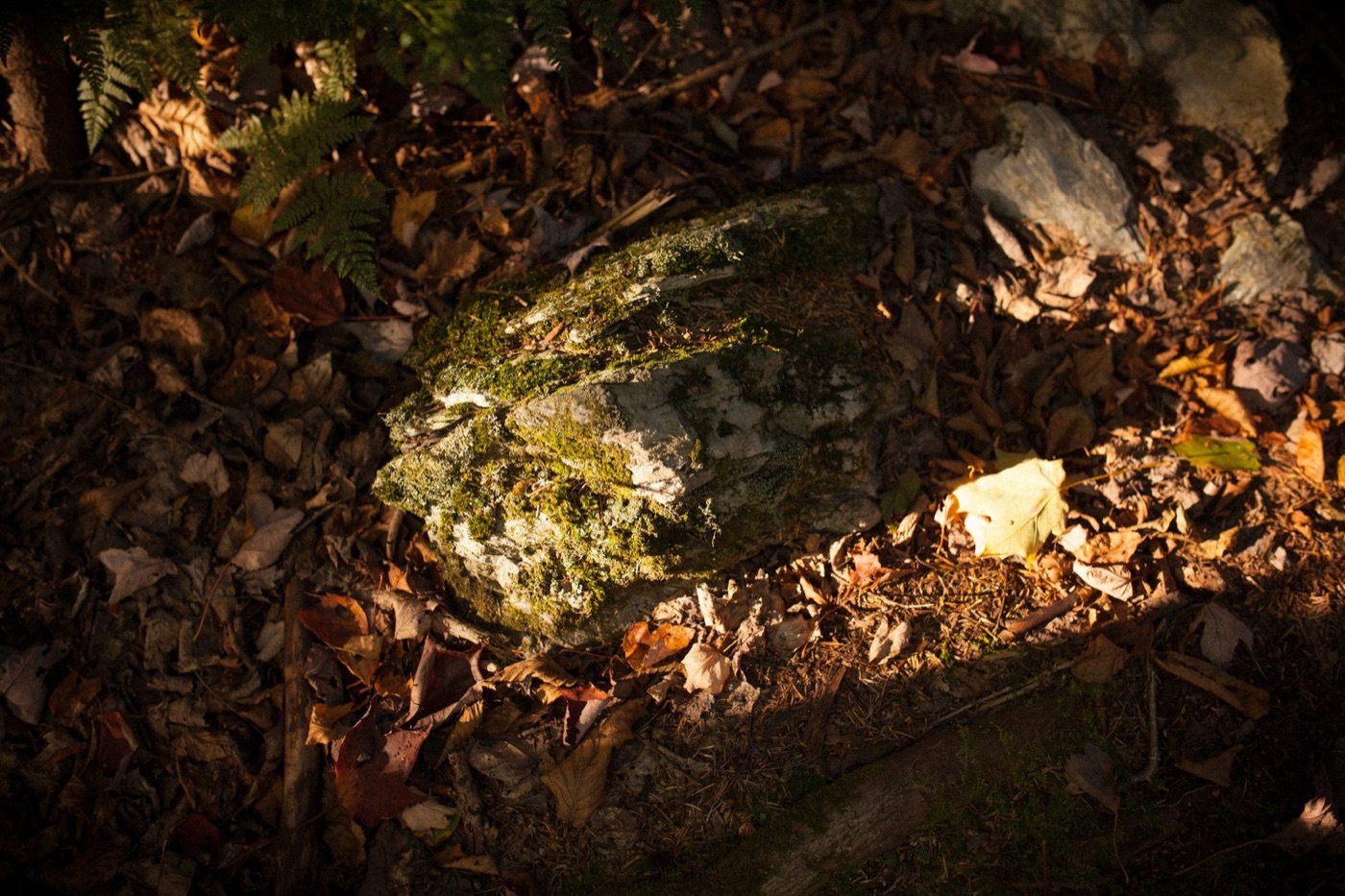 Roche couverte de lichen et feuilles d’automne