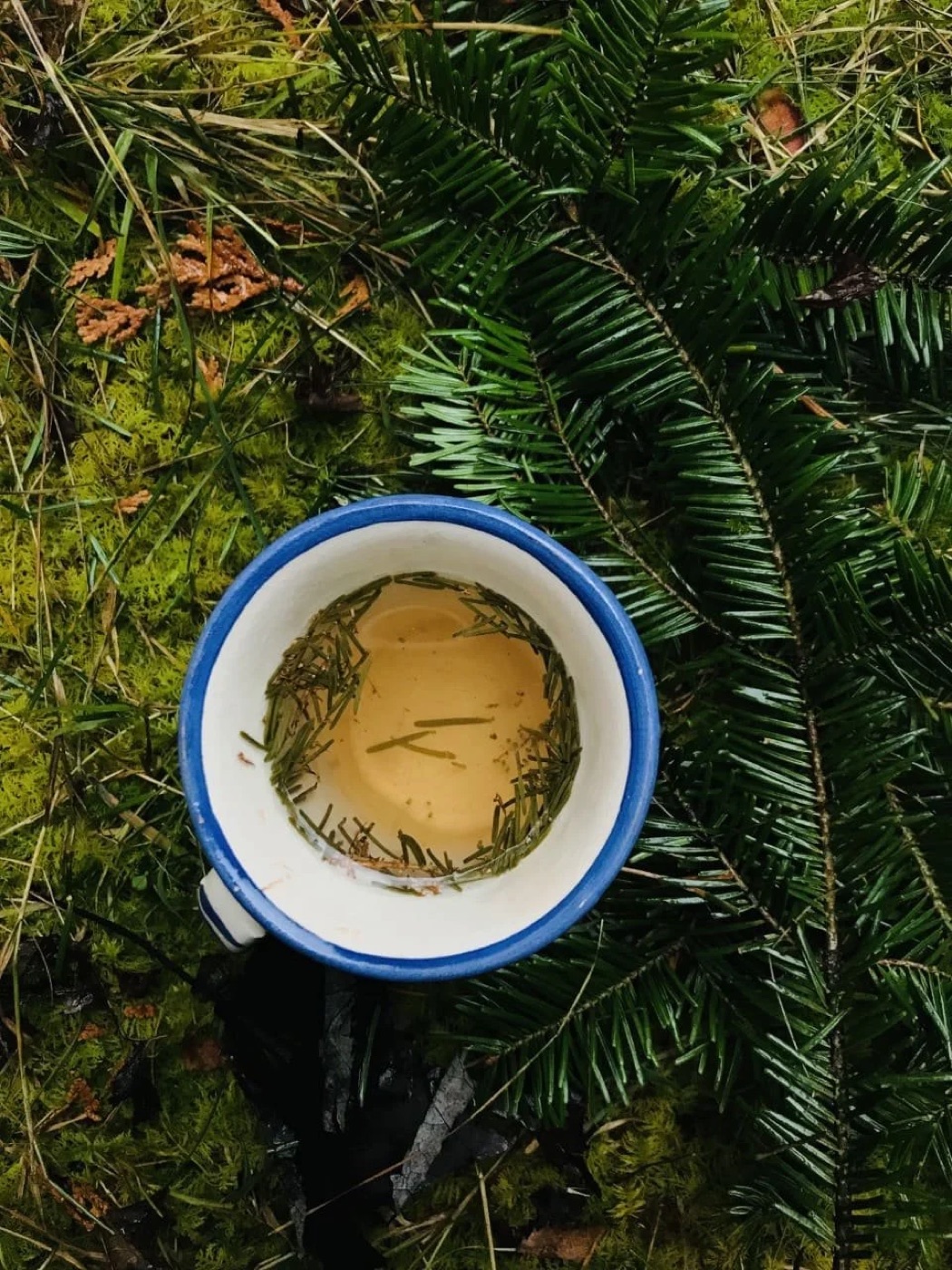 Tasse d’infusion d’aiguilles de sapin posée sur une branche