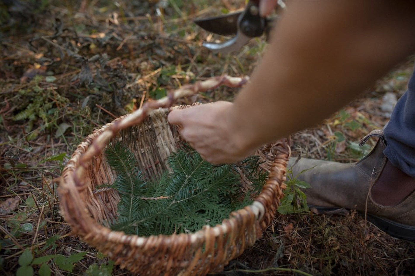 Mains qui déposent des branches de sapin dans un panier