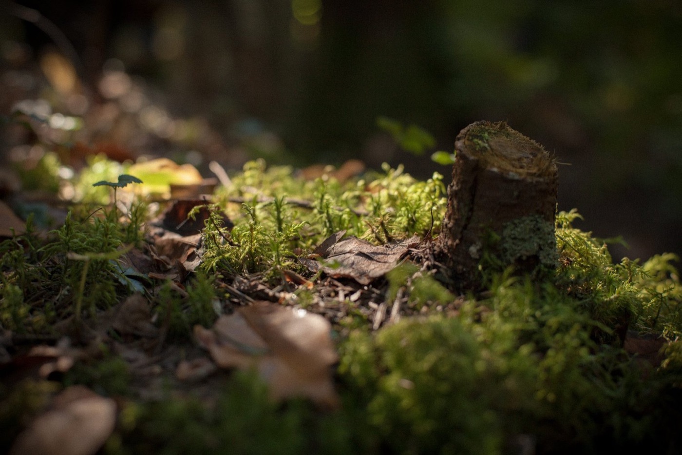 Souche couverte de mousse dans la forêt familiale