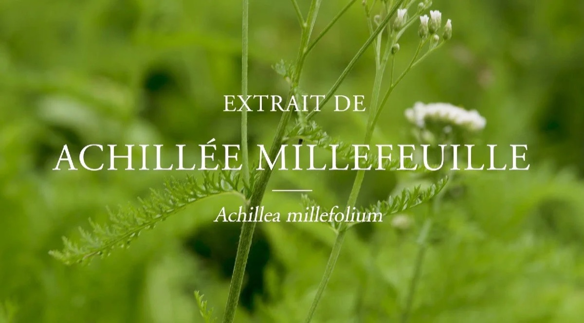 Leçon plante : achillée millefeuille